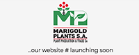 MARIGOLD PLANTS